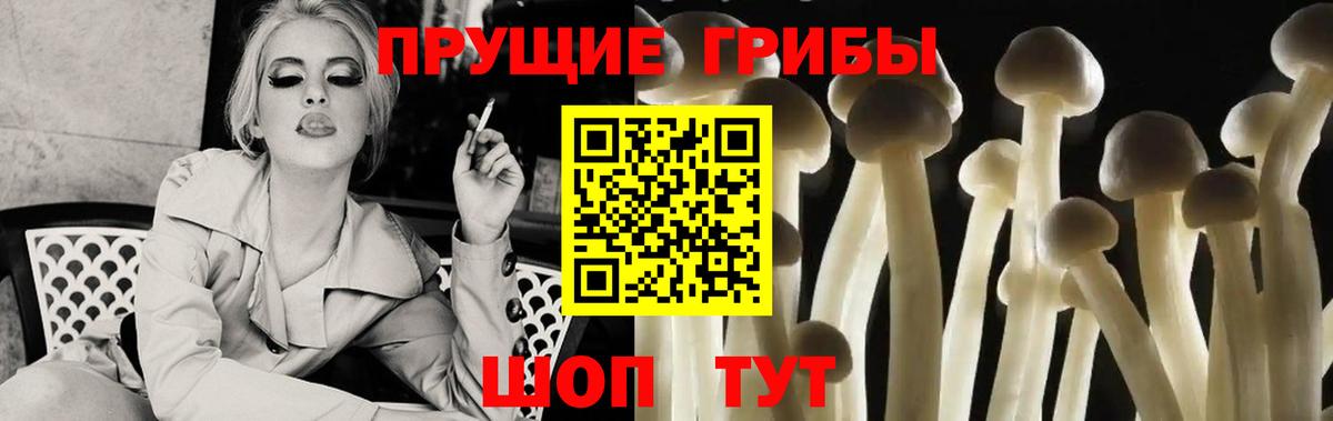Будённовск  Галлюциногенные грибы Psilocybine cubensis  Вход с VPN 